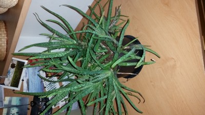 Aloe Vera 