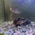 Sumečci a čichavec (akvarijní rybičky)