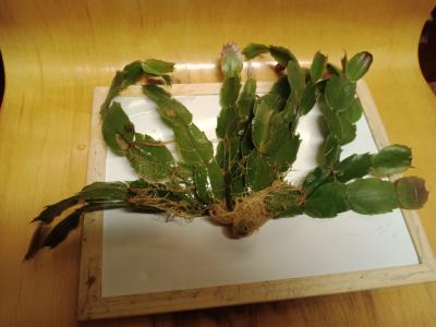 Zakořeněné řízky vánočního kaktusu (7x)