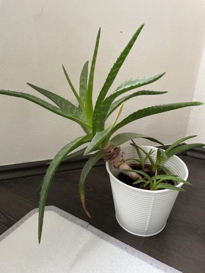 Aloe vera 1