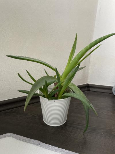 Aloe vera 2