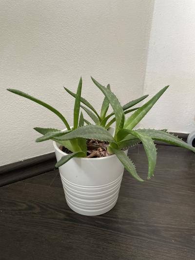 Aloe vera 3