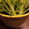 Okrasné Aloe ve žlutém květináči