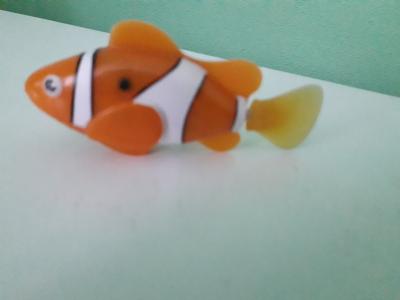 Ryba oranzova