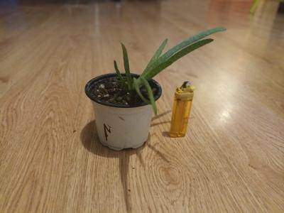 Aloe malé 1