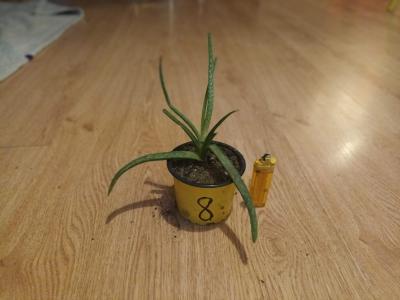 Aloe malé 8