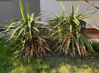 Daruji palmu na zahradu