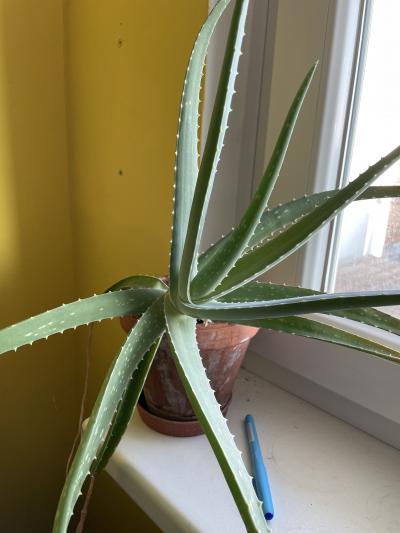 Aloe Vera v kvetinaci