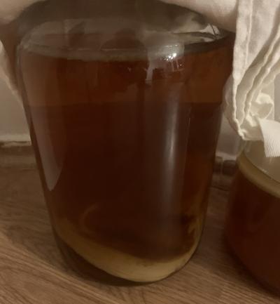 kombucha nasada