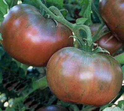 Semínka rajče Cherokee
