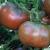 Semena rajče Cherokee
