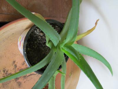 Aloe 1. květina pokojovka