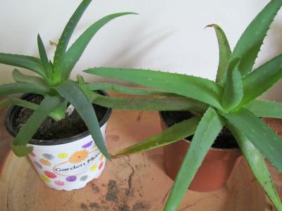 Aloe 3.