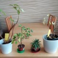 Šest rostlinek