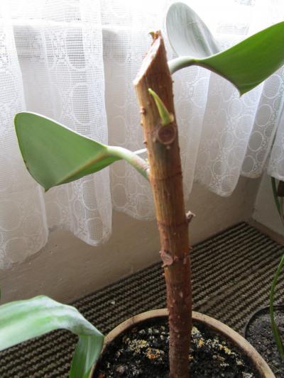 uříznutý fikus asi 28 cm - bez květináče