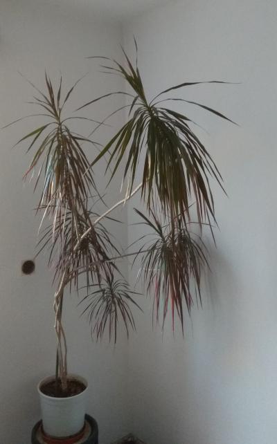 Vzrostlá palma (nejspíš Dracaena Marginata)
