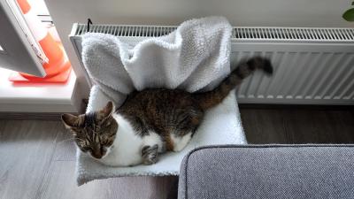 Daruji pelíšek pro kočku