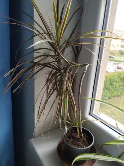 Dracena