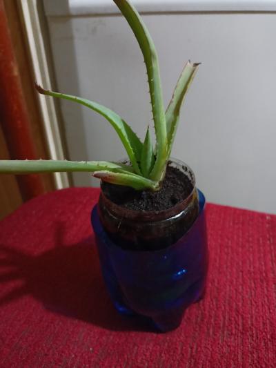 Aloe Vera - rostlinka