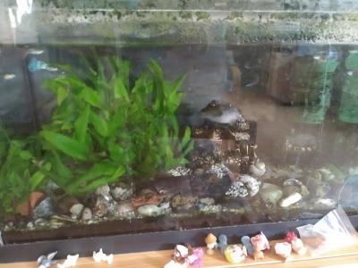 Akvarium vcetne rybicek