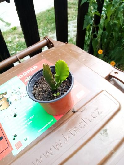 kaktus nově rostoucí