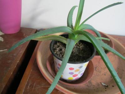 Květina rostlina Aloe 2