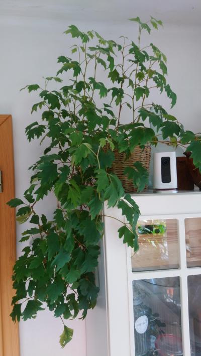 pokojovka bez jména