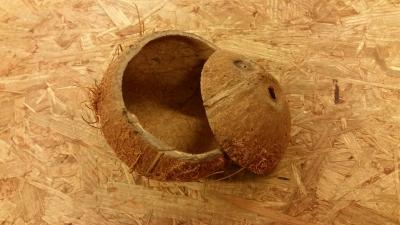 Kokosový ořech třeba pro hlodavce