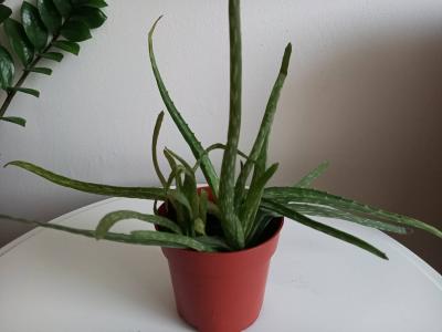 Malá Aloe vera