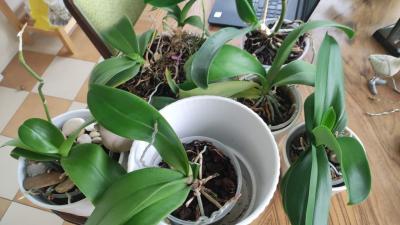 Daruji 10 starších můrovců (orchidea Phalaenopsis)