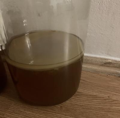 násada kombucha Lužiny