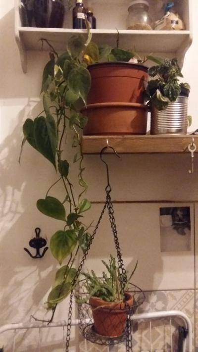 2x Rizek philodendronu scandens