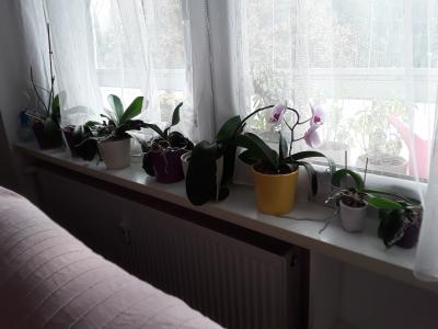 Orchideje