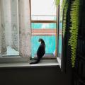 Kočičí balkon