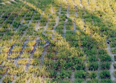 Zatravňovací dlažba