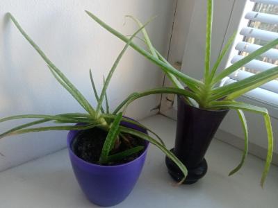 Sazeničky aloe