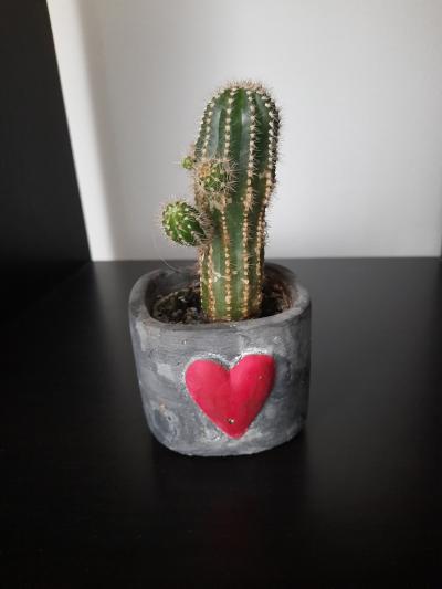 Kaktus v keramickém obalu