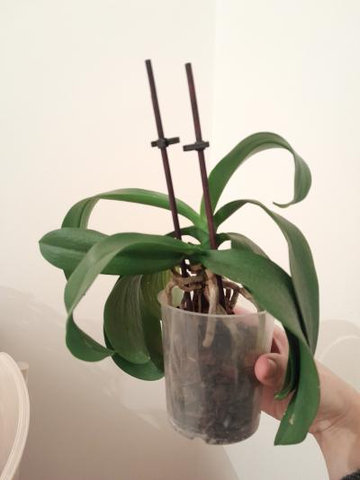 Orchidej k záchraně