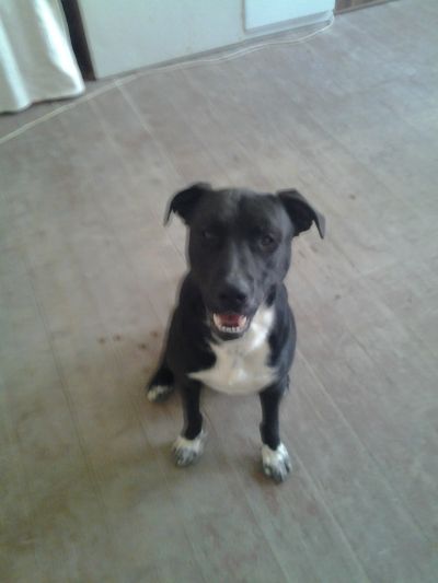 Daruji 3 Ročního psa (Pittbul-Labrador)Kříženec