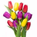 Cibuloviny, tulipany, lilie...