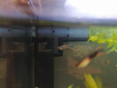 akvarijní rybičky Endlerky miminka i vzrostlejší