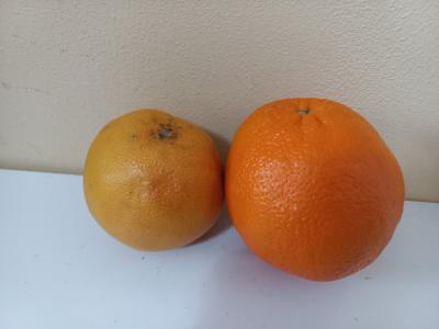 Pomeranč a grep