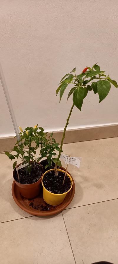 Tři různé rostlinky chilli