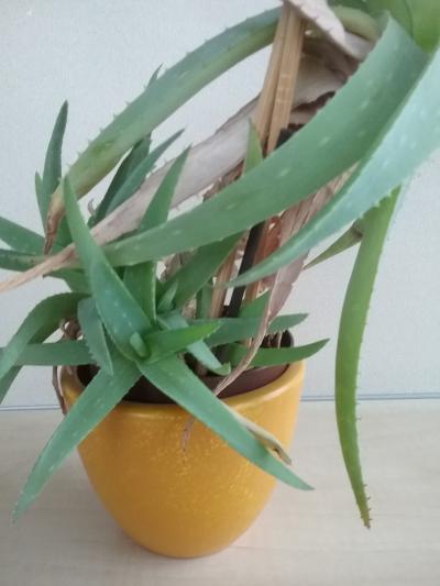 Aloe