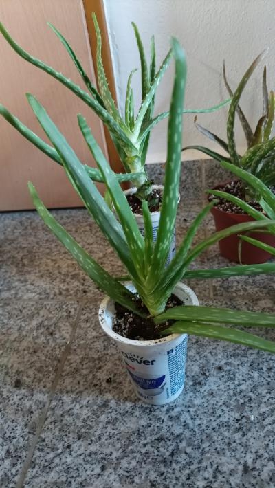 Aloe male vetsi sazenicky