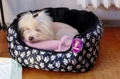 Kdo daruje oblečení na malého psa velikost 30(?)