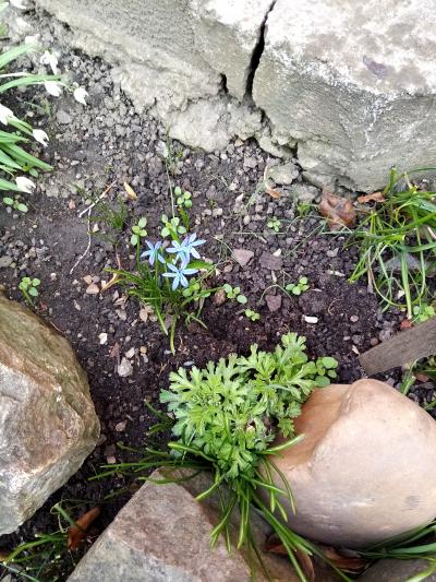 malá jarní modrá kytička na přesazení