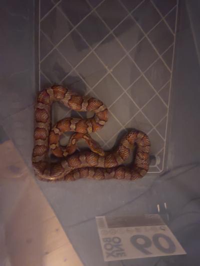 Daruji samici užovku červené