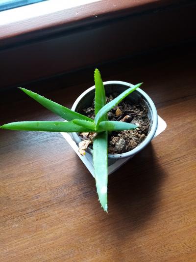 aloe zasazené