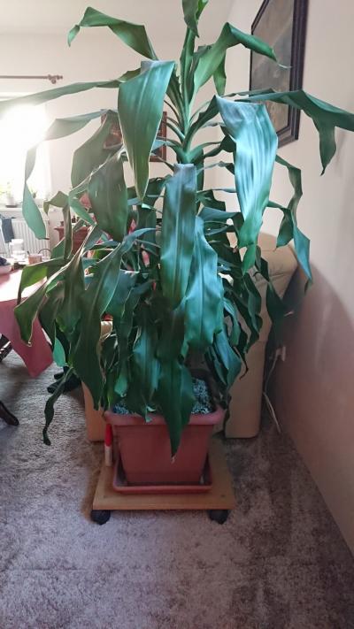 KlDracena